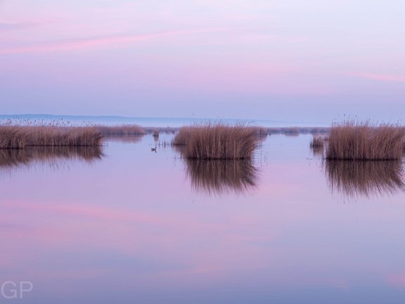 Sanfte Abendfarben über dem Neusiedler See, Schilfinseln spiegeln sich im ruhigen Wasser.