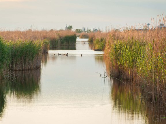 Blick auf einen ruhigen Wasserkanal umgeben von hohem Schilf im sanften Abendlicht, mit Enten, die sanft das Wasser durchqueren.